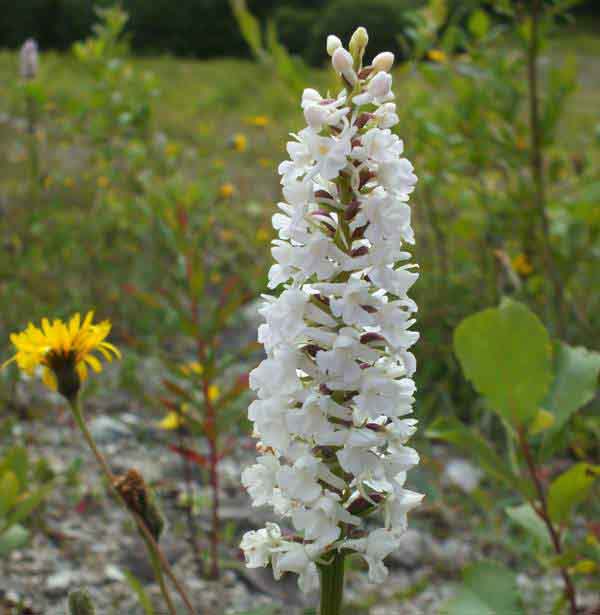 Gymnadenia conopsea - Chalk Fragrant Orchid, white form
