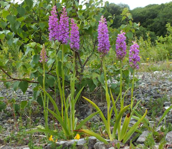 Fragrant Orchid, Gymnadenia conopsea, Chalk Fragrant-orchid