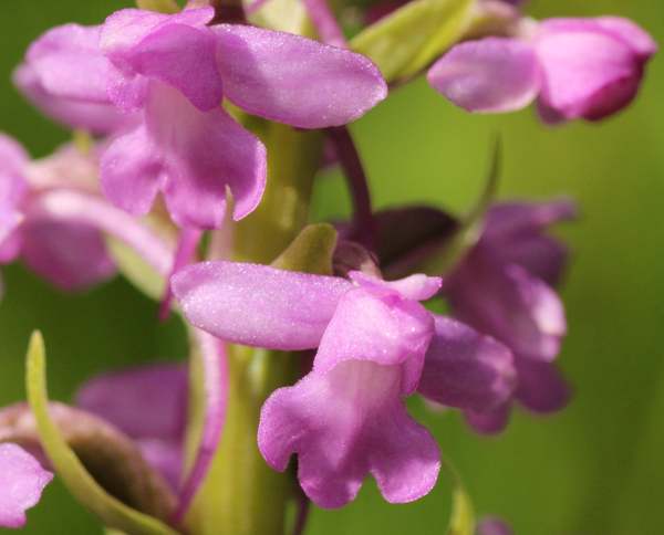 Closeup of Gymnadenia densiflora - Marsh Fragrant Orchid