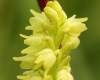 Herminium monorchis, Musk Orchid