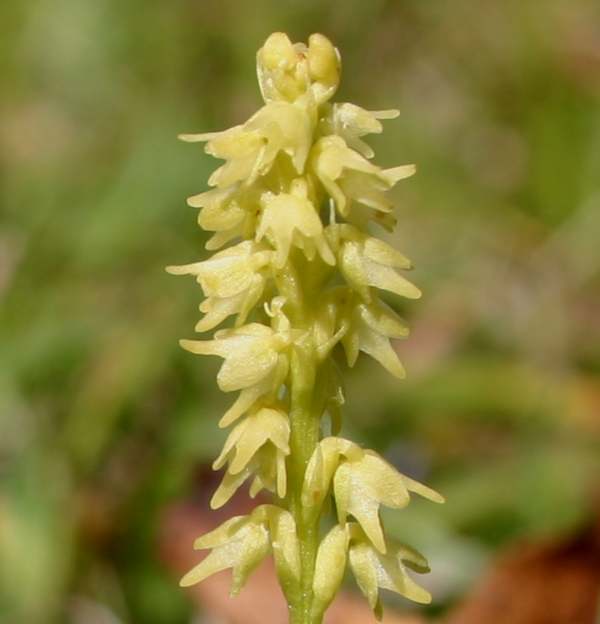 Closeup of the flower spike of the Musk Orchid