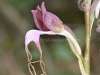 Komper's Orchid, Himantoglossum comperianum