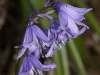 Hyacinthoides non-scripta, Bluebell