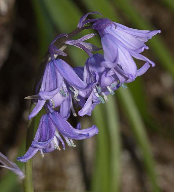 Hyacinthoides hispanica, Spanish Bluebell