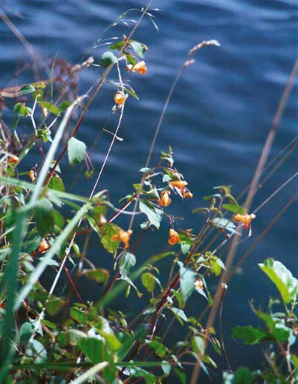 Flowers of orange balsam