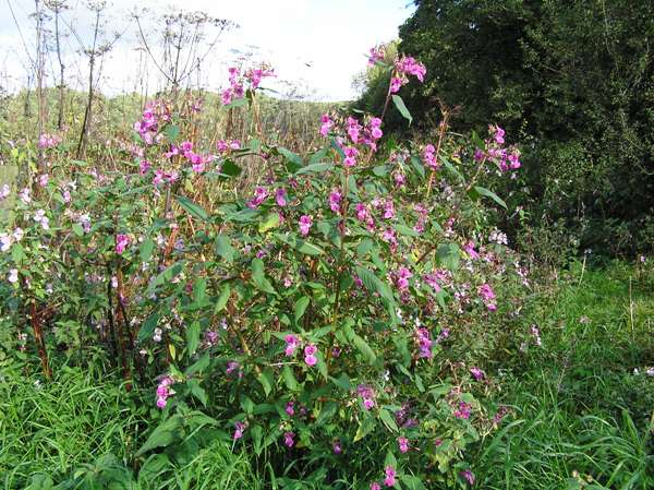 A large stand of Indian Balsam