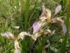 Iris foetidissima, Stinking Iris