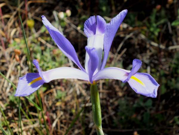 Iris xiphium, Spanish Iris, closeup of flower