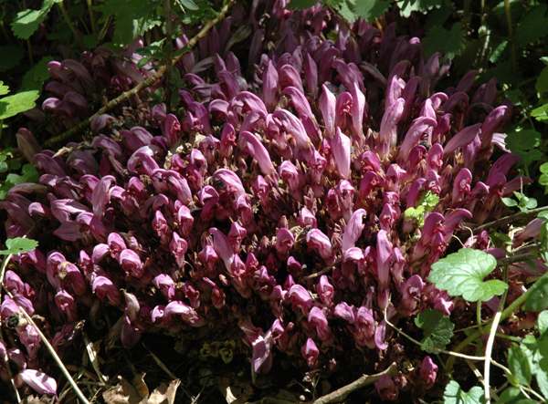 Lathraea clandestina, Purple Toothwort