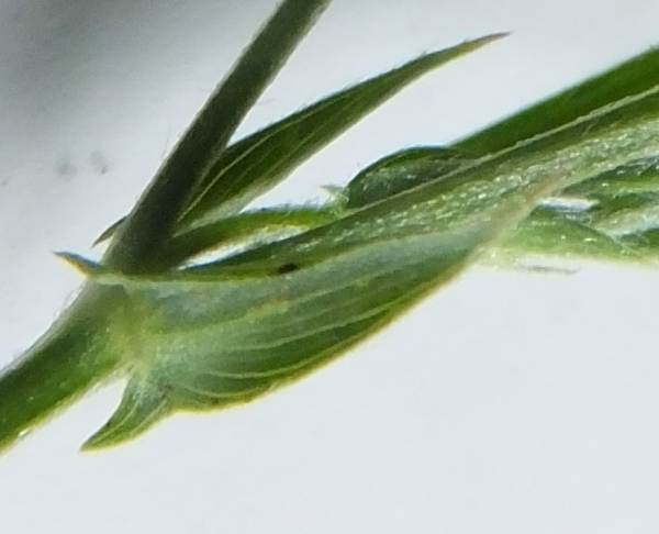 Arrowhead-shaped stipukle of Lathyrus pratensisLathyrus pratensis, Meadow Vetchling