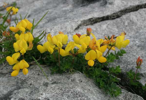 Lotus corniculatus in the Burren, Ireland