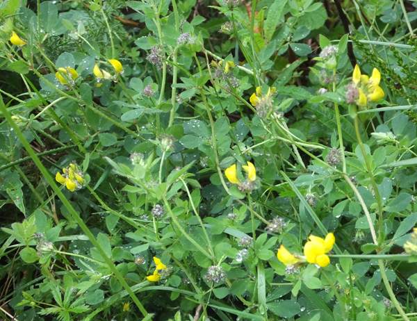 A patch of Greater Bird's-foot-trefoil
