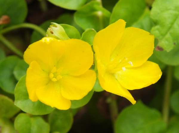 Closeuo view of flowers of Creeping Jenny