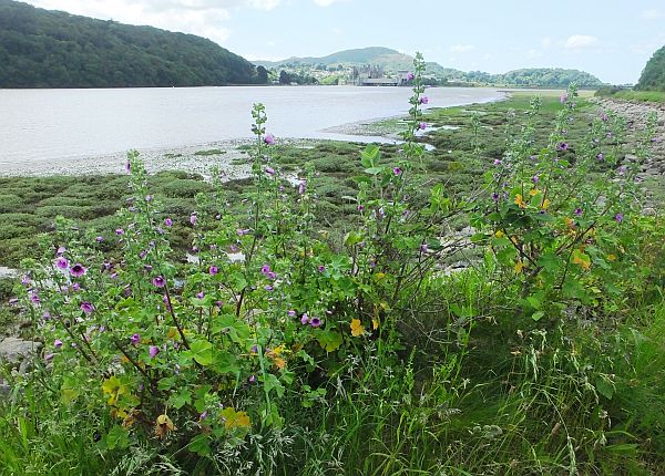 Tree Mallow beside the Conwy Estuary, Wales