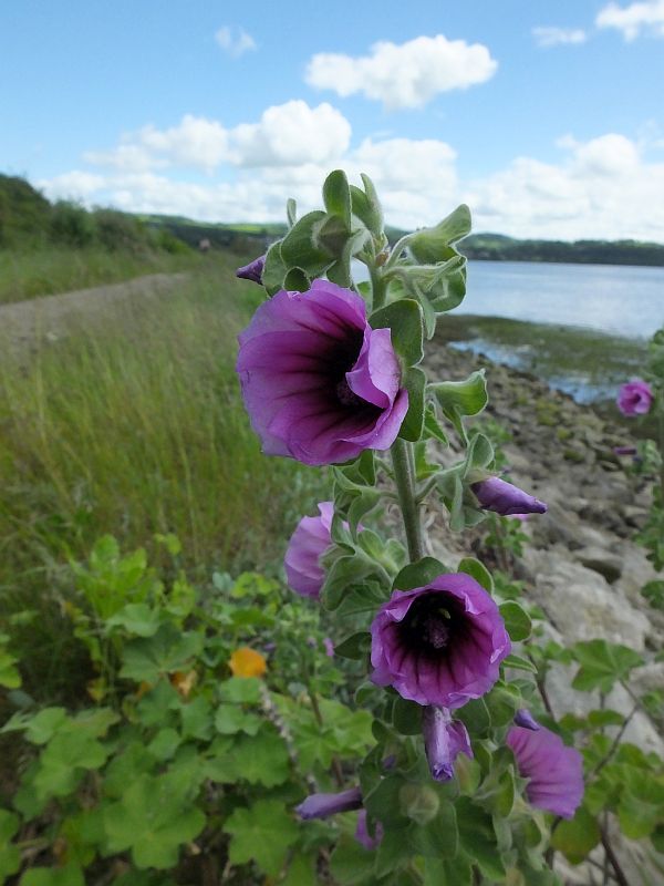 Tree Mallow flowers, North WQales