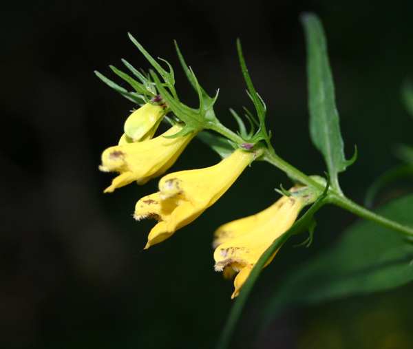Melampyrum pratense, closeup of flowers