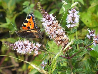 Small Tortoiseshell butterfly on Peppermint Mentha x piperata