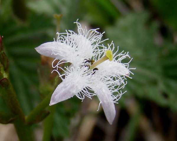 Bogbean, closeup of flower