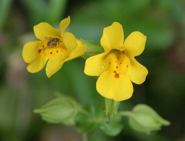 A closeup of the pretty yellow flowers of Mimulus guttatus