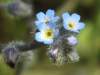 Mysotis ramosissima, Early Forget-me-not