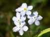 Mysotis scorpioides, Water Forget-me-not