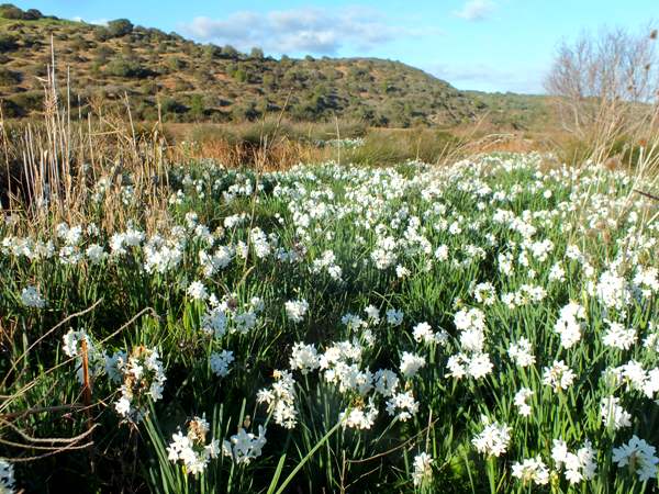 A swathe of Paper-white Narcissus in the western Algarve