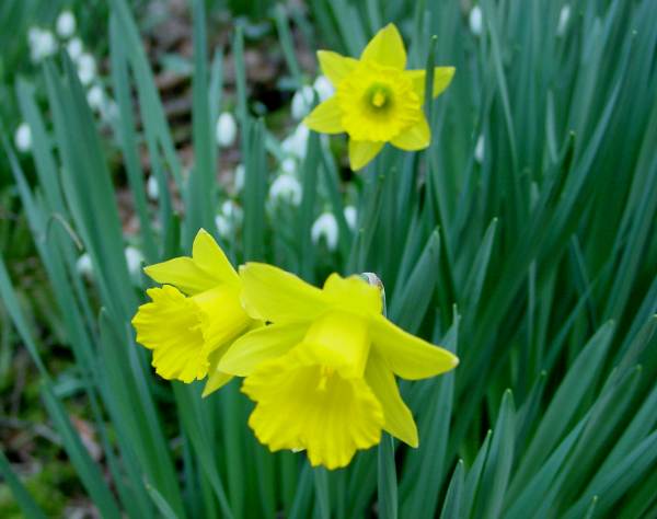 Narcissus pseudonarcissus - Daffodil