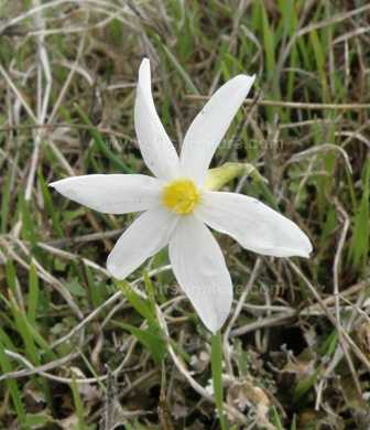 A close-up picture of Narcissus serotinus
