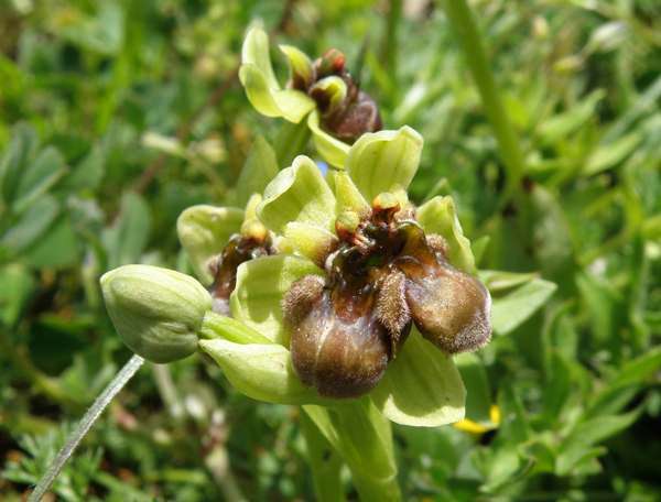 A freak Ophrys bombyliflora