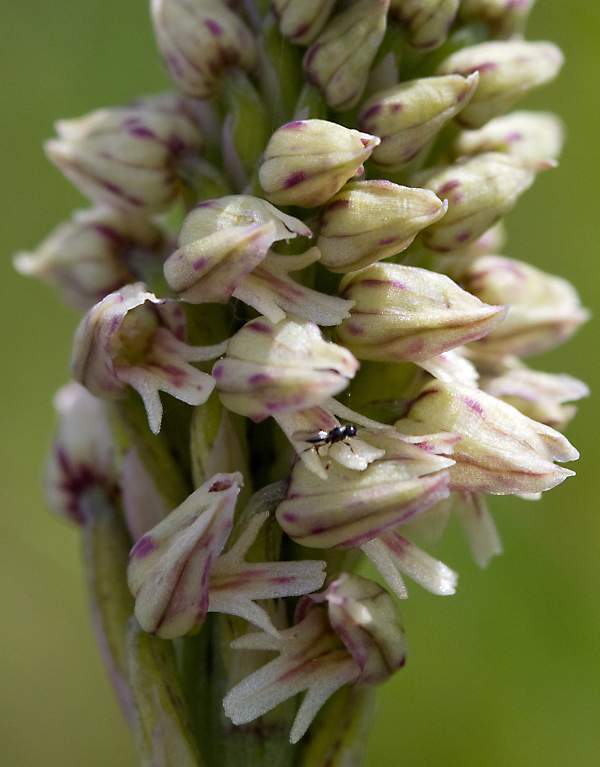 Closeup of flowers, Neotinea maculata