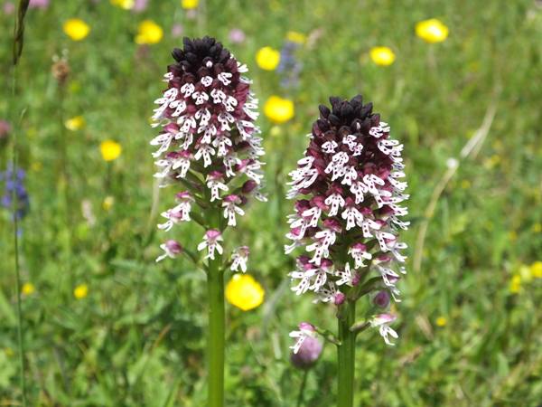 Burnt Orchid, Neotinea ustulata, southern France