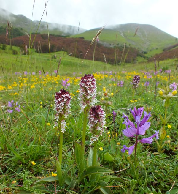 Burnt Orchids flowering in a sunny meadow in Italy