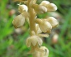 Bird's-nest Orchid, Neotia nidus-avis