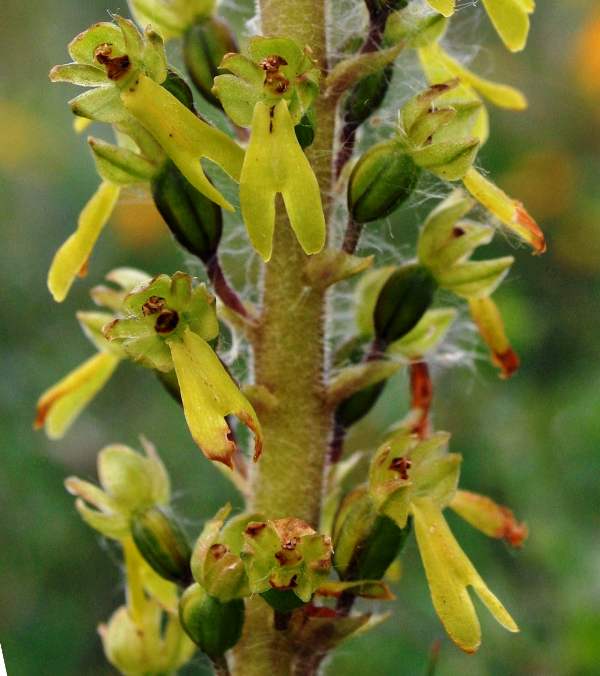 Flowers of Common Twayblade