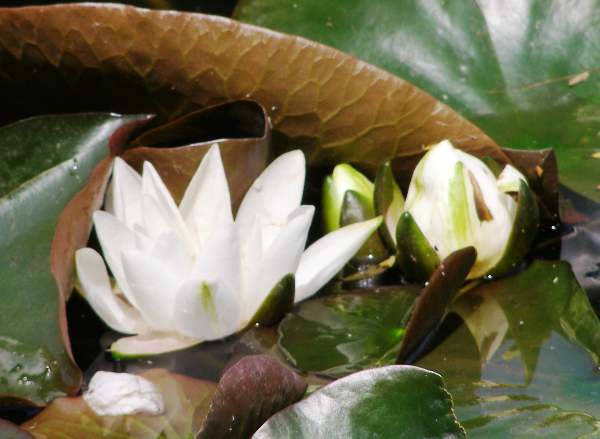 White Water-lilies, buds and opening flowers