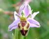 Bee Orchid f. belgarum