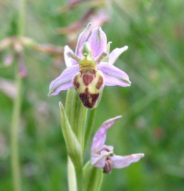 Rare variety Ophrys apifera var belgarum