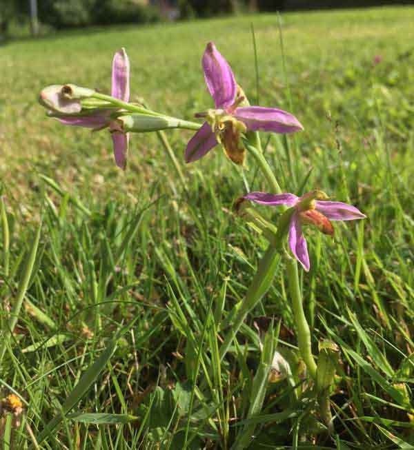 Ophrys apifera var trollii