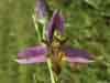 Ophrys apifera var trollii, Wasp Orchid