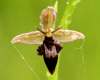 Bee Orchid - Fly Orchid hybrid