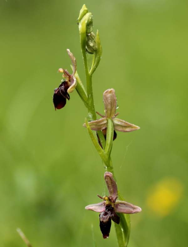 Ophrys apifera x Oprhys insectifera hybrid
