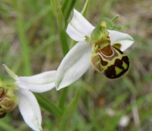 Bee Orchid - white variant