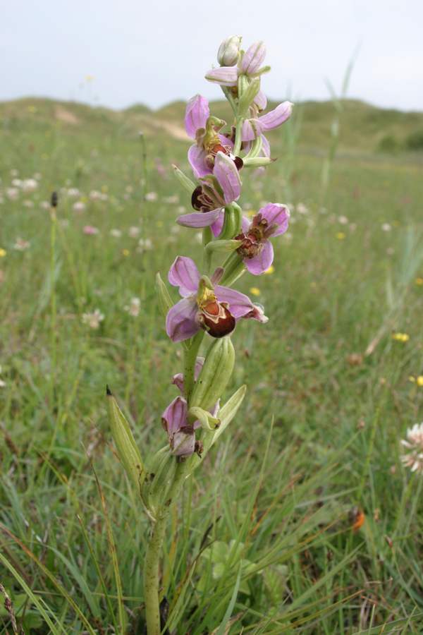 Bee Orchid whole plant