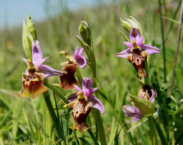 Group of Ophrys fuciflora subsp. apulica