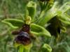 Ophrys insectifera subsp. aymoninii