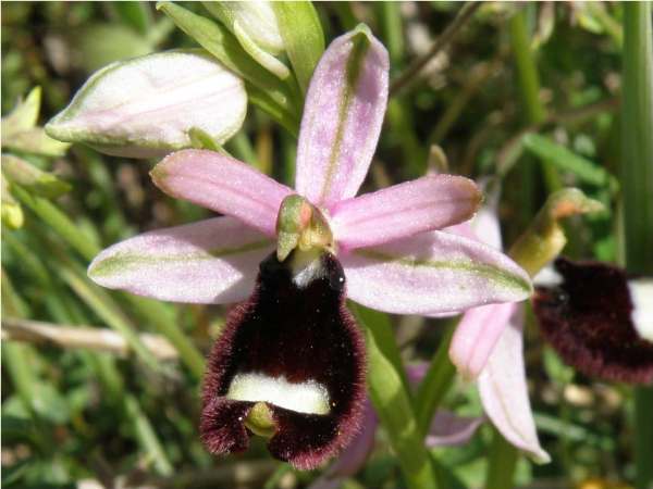 Hyporchromatic form of Ophrys bertilonii