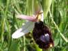 Bertoloni's Bee Orchid, Ophrys bertolonii