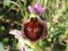 Ophrys argolica subsp. biscutella - Spectacled Ophrys