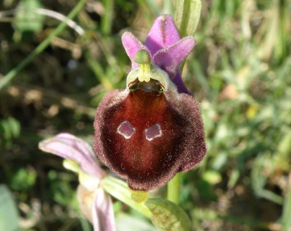 Ophrys argolica subsp. biscutella - Spectacled Ophrys, closeup