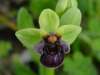 Bumblebee Orchid, Ophrys bombyliflora